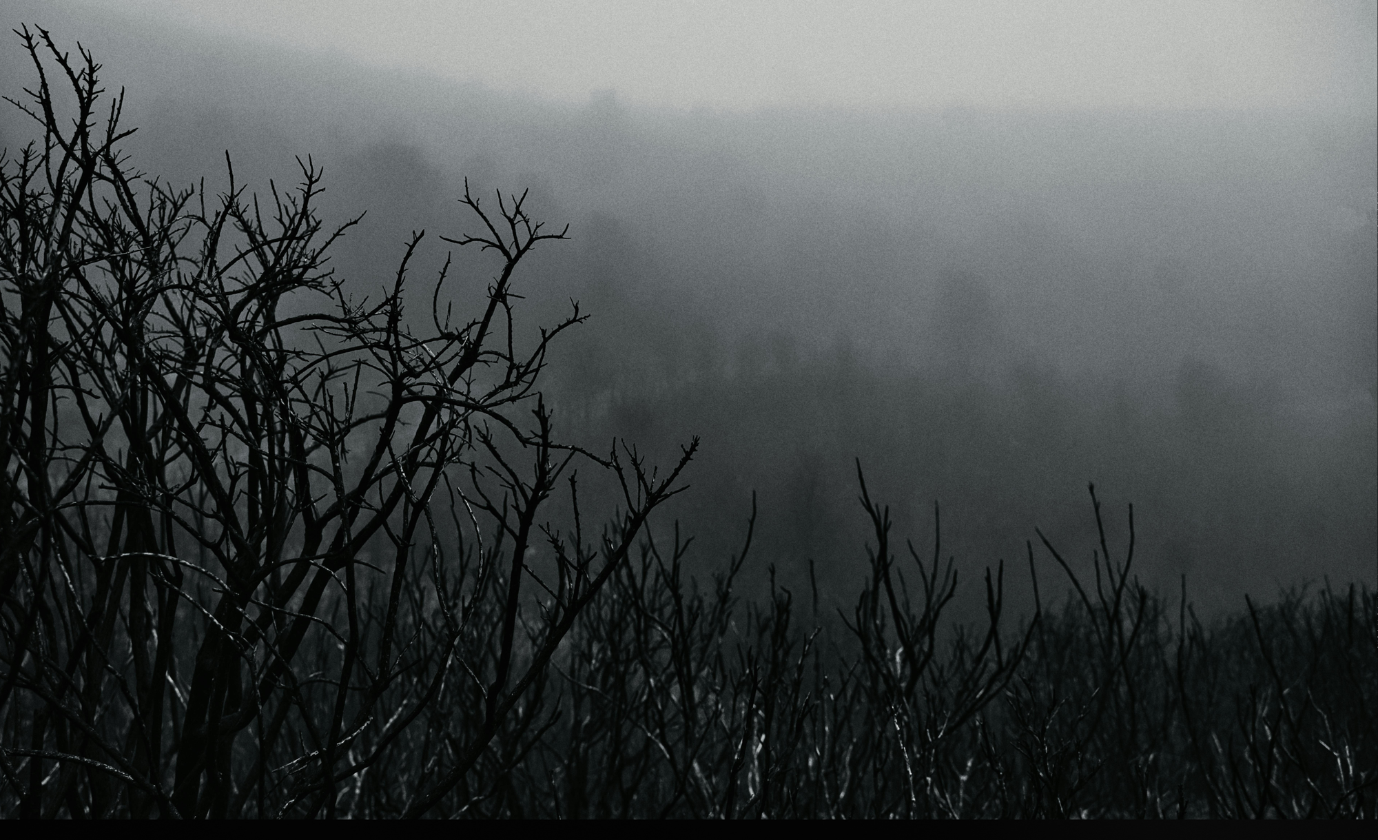 dark, twisted branches with the forest fading into fog in the background